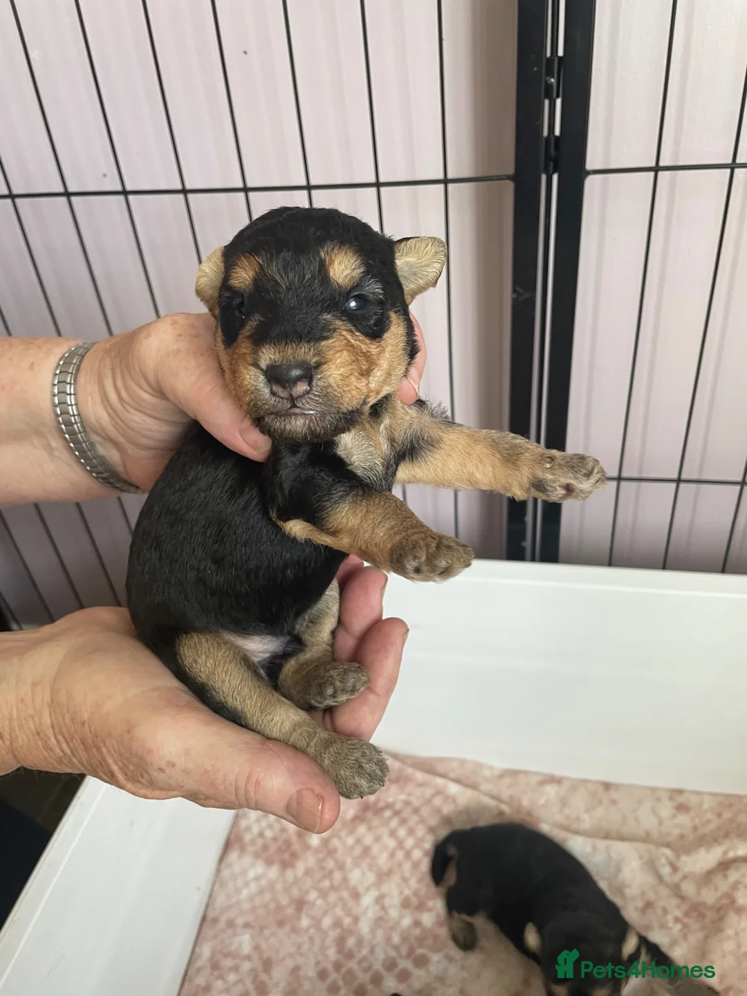 Lakeland Terrier dogs for sale: Kc registered Lakeland puppies in Shaftesbury - Advert 10