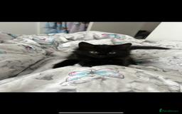 British Shorthair cats for sale: 4 kittens is looking for a loving home in Burton-on-Trent - Image 9