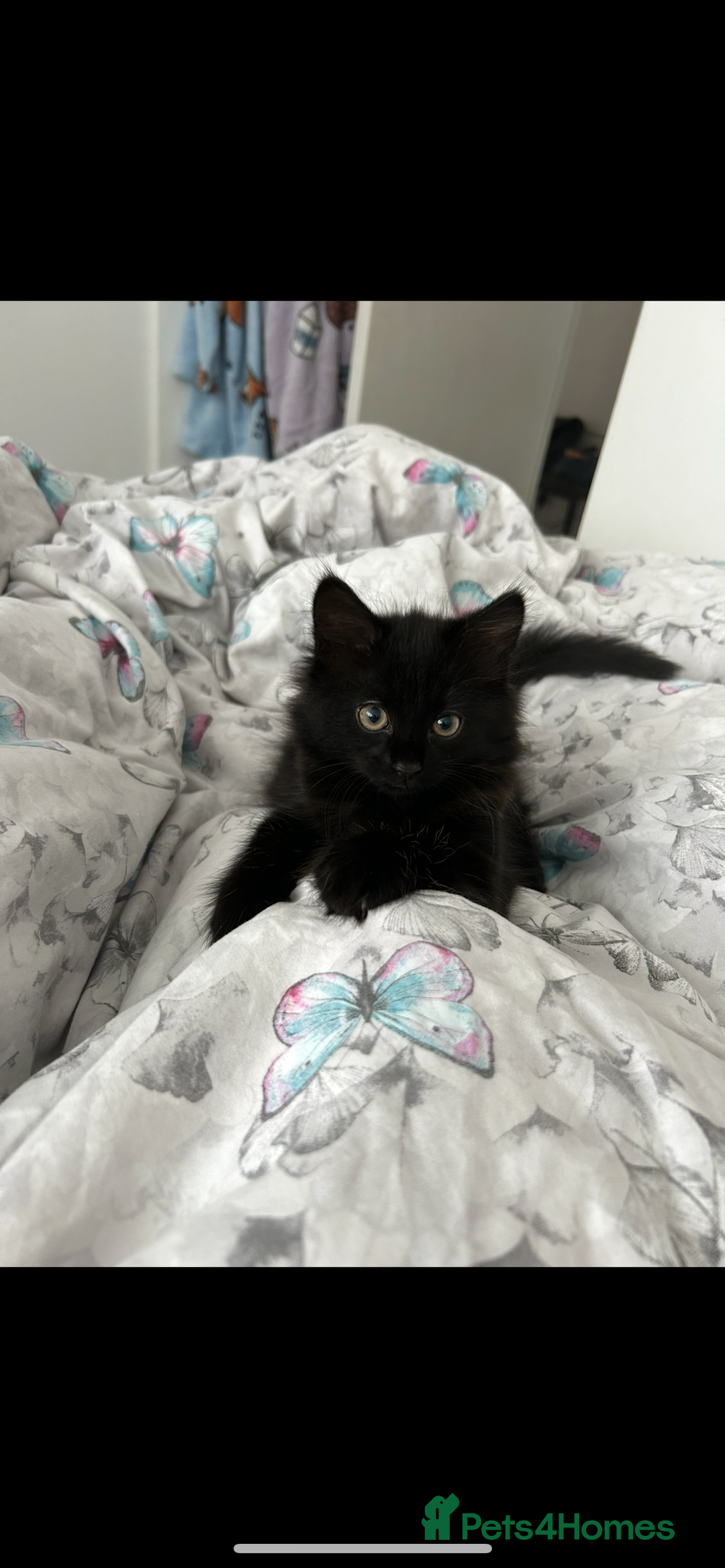 British Shorthair cats for sale: 4 kittens is looking for a loving home in Burton-on-Trent - Image 9