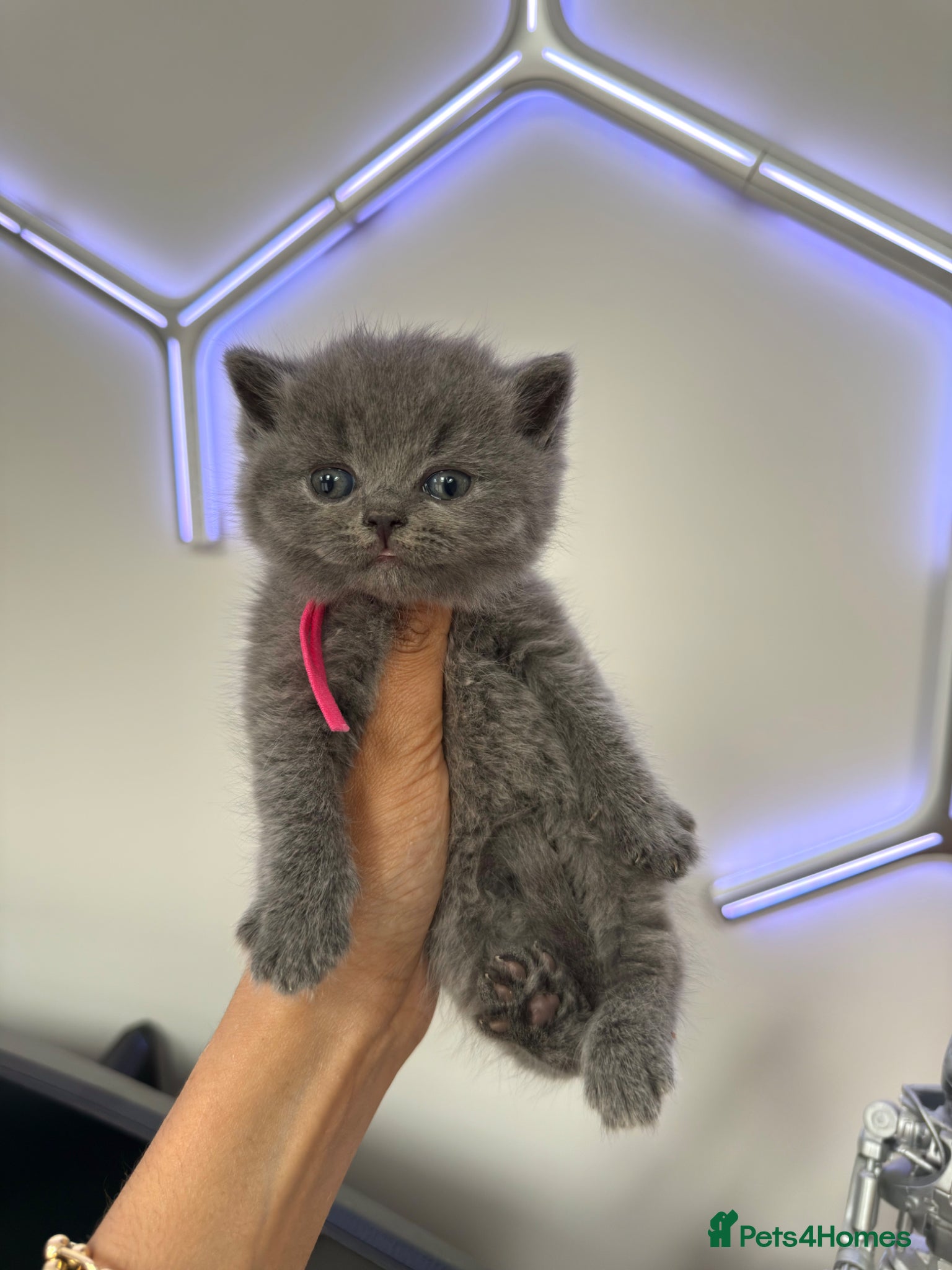 British Shorthair cats READY NOW 💙 Blue British Shorthair Kittens 💙 - Advert 1