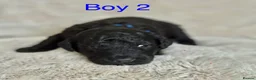 Bordoodle dogs for sale: Exceptional F1bbb Bordoodle Puppies  - Advert 25