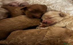 Cavapoo dogs for sale: Beautiful F1B Cavapoo puppies - Advert 4