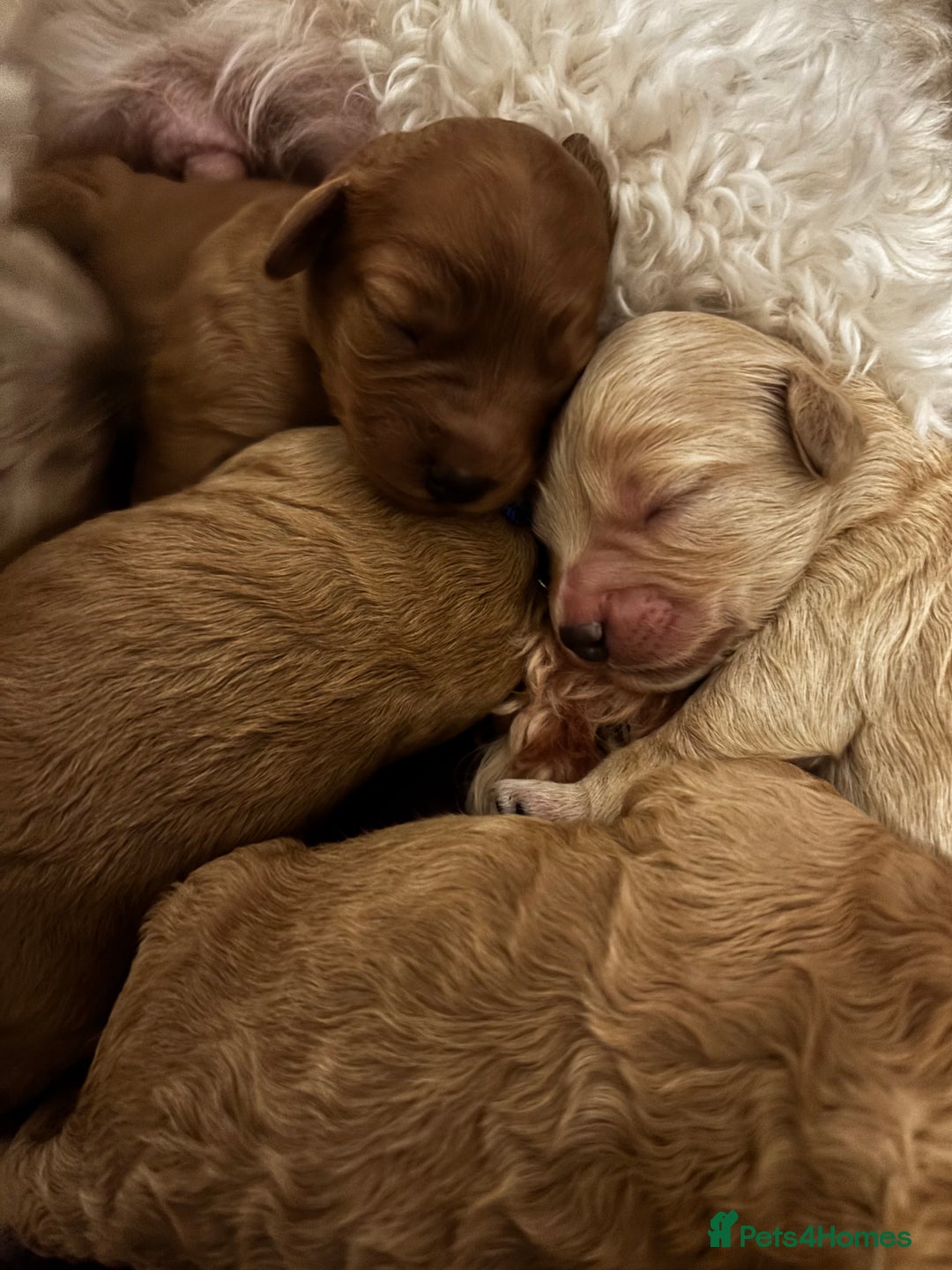 Cavapoo dogs for sale: Beautiful F1B Cavapoo puppies - Advert 4