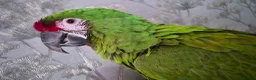 Macaws birds for sale: Military macaw for sale - Advert 1