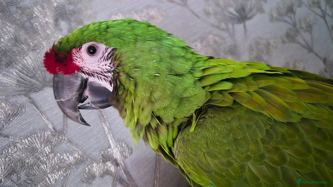 Macaws birds for sale: Military macaw for sale - Advert 1