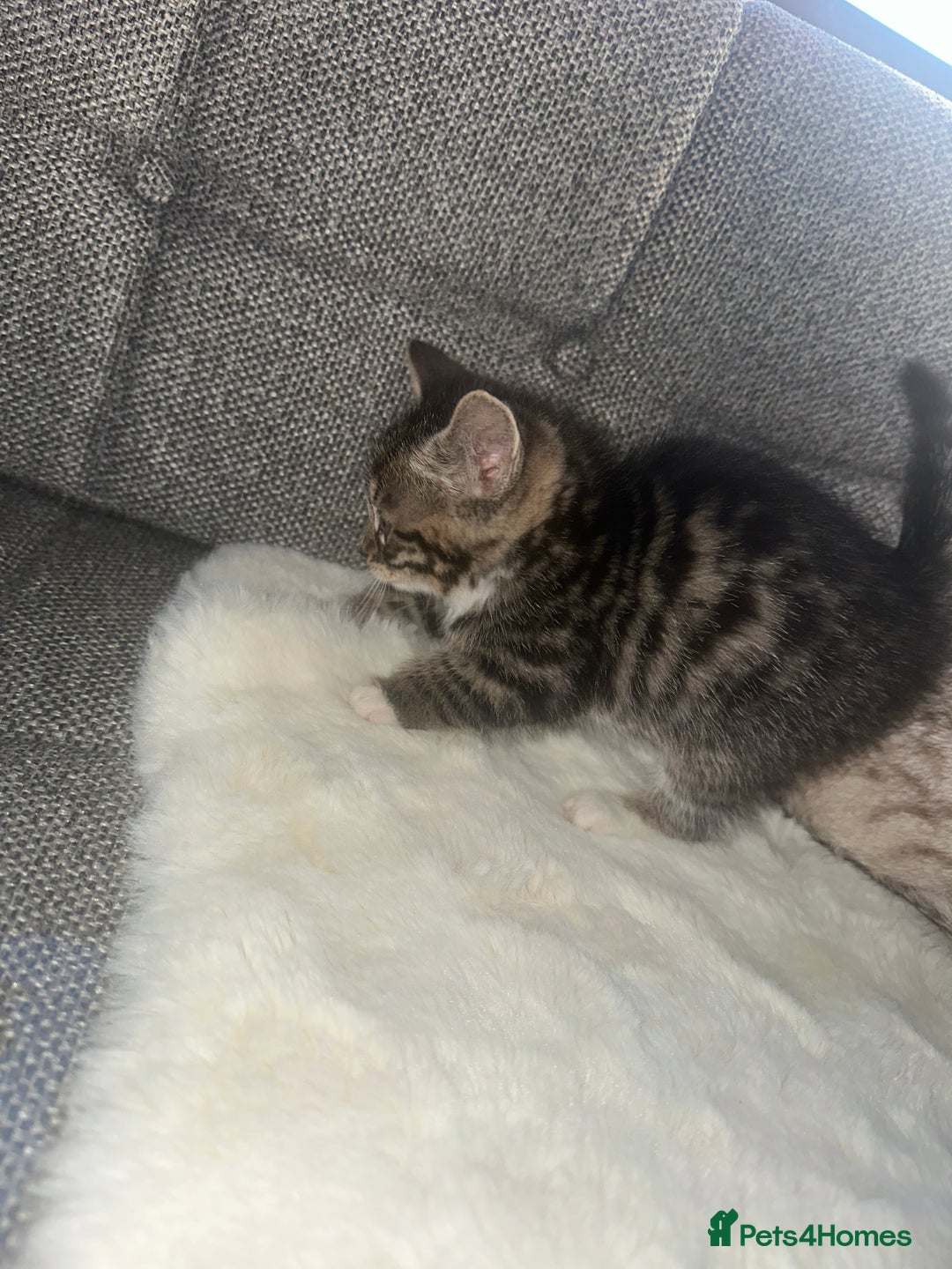 Bengal cats for sale: Bengal X tabby kittens - Advert 3