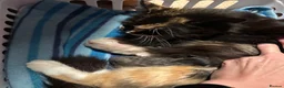 Norwegian Forest Cat cats for sale: Norwegian Forest boys - Advert 20