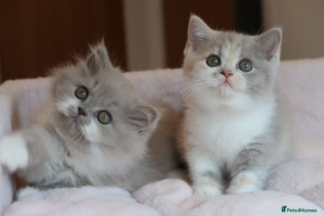 British Shorthair cats for sale: BSH/BLH Females TICA Reg  - Image 8