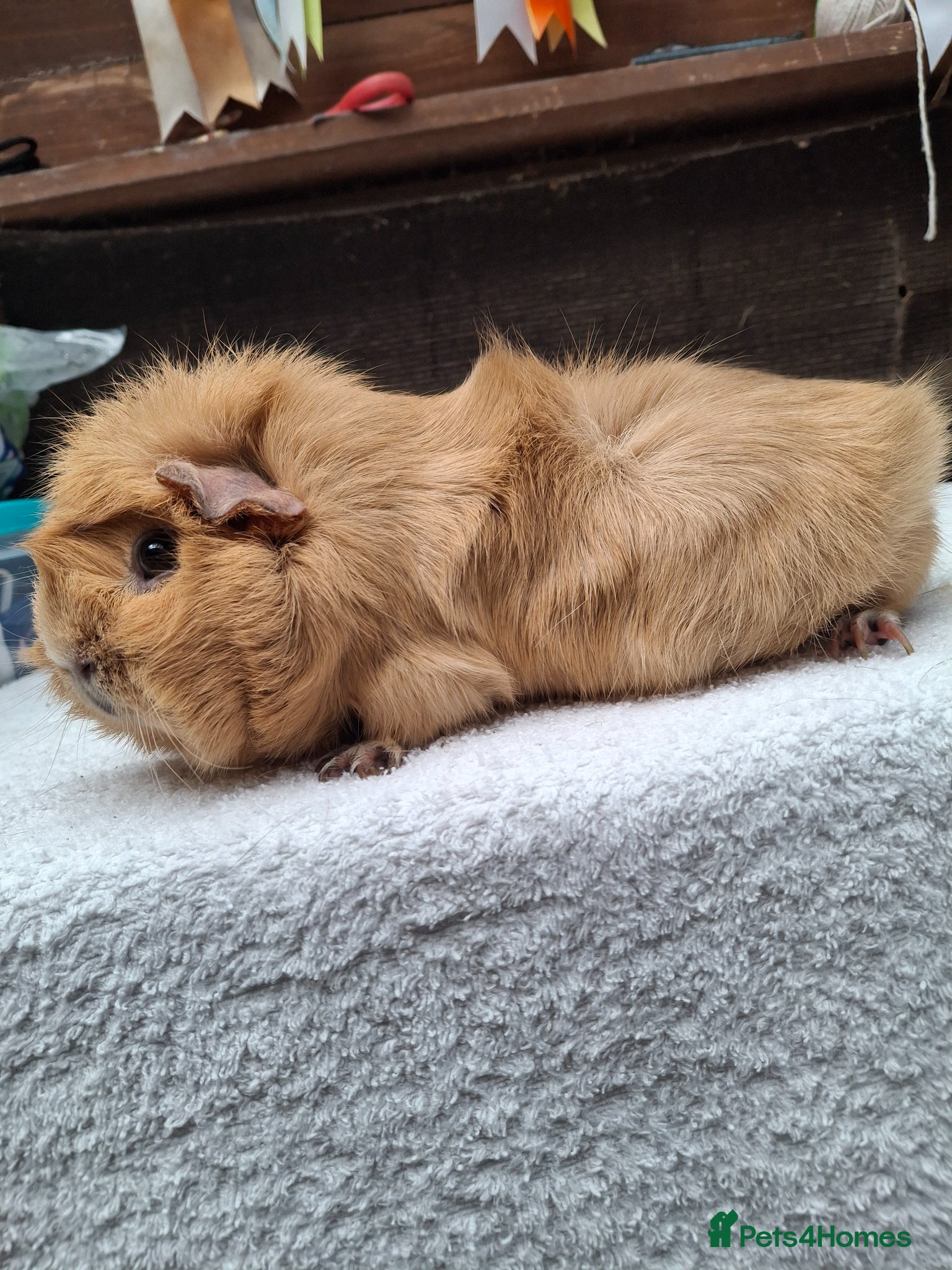 Guinea Pig rodents Adult Female Guineapig  - Advert 5
