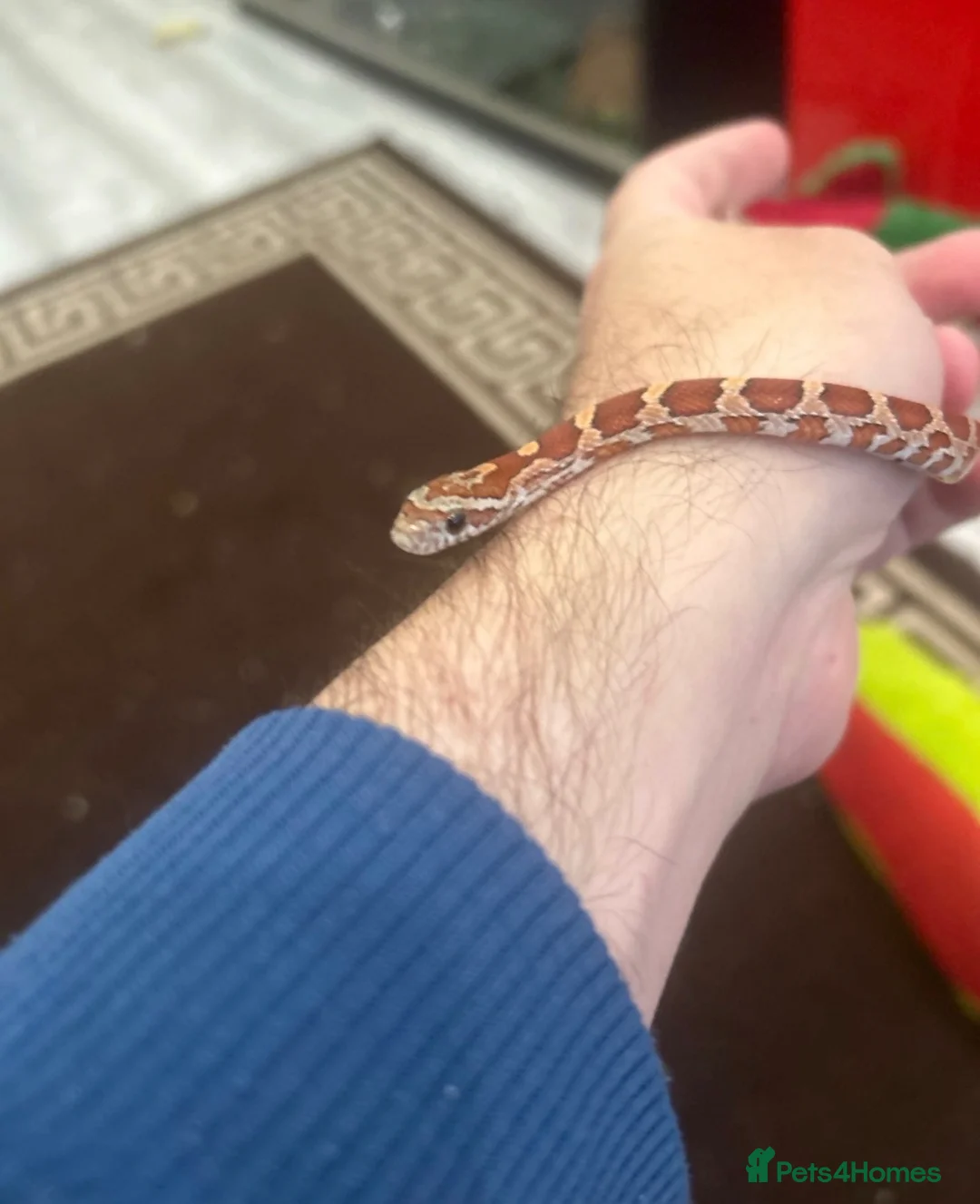 Corn Snake reptiles for sale: 2x corn hatchlings  - Advert 1
