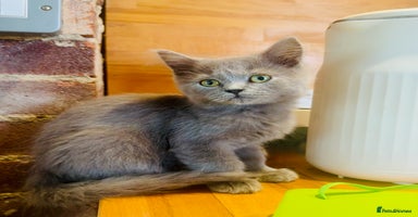 British Shorthair cats - Advert 5