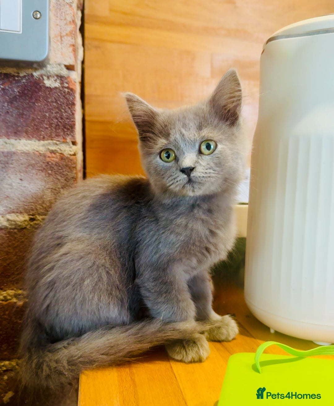 British Shorthair cats for sale: Adorable BSH kittens  - Image 3