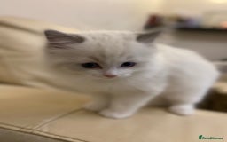 Ragdoll cats for stud: Ragdoll Male GCCF and TICA for stud duties in London - Image 5