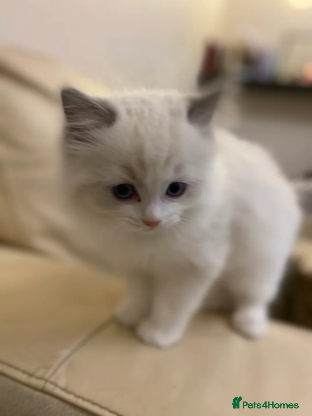 Ragdoll cats for stud: Ragdoll Male GCCF and TICA for stud duties in London - Advert 6