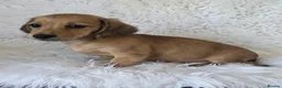 Miniature Dachshund dogs for sale: KC reg, 5* Breeder. BOYS ONLY  - Advert 4