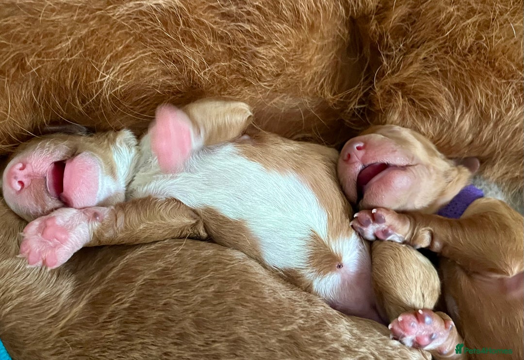 Australian Labradoodle dogs for sale: Australian Labrodoodle puppies - Advert 7