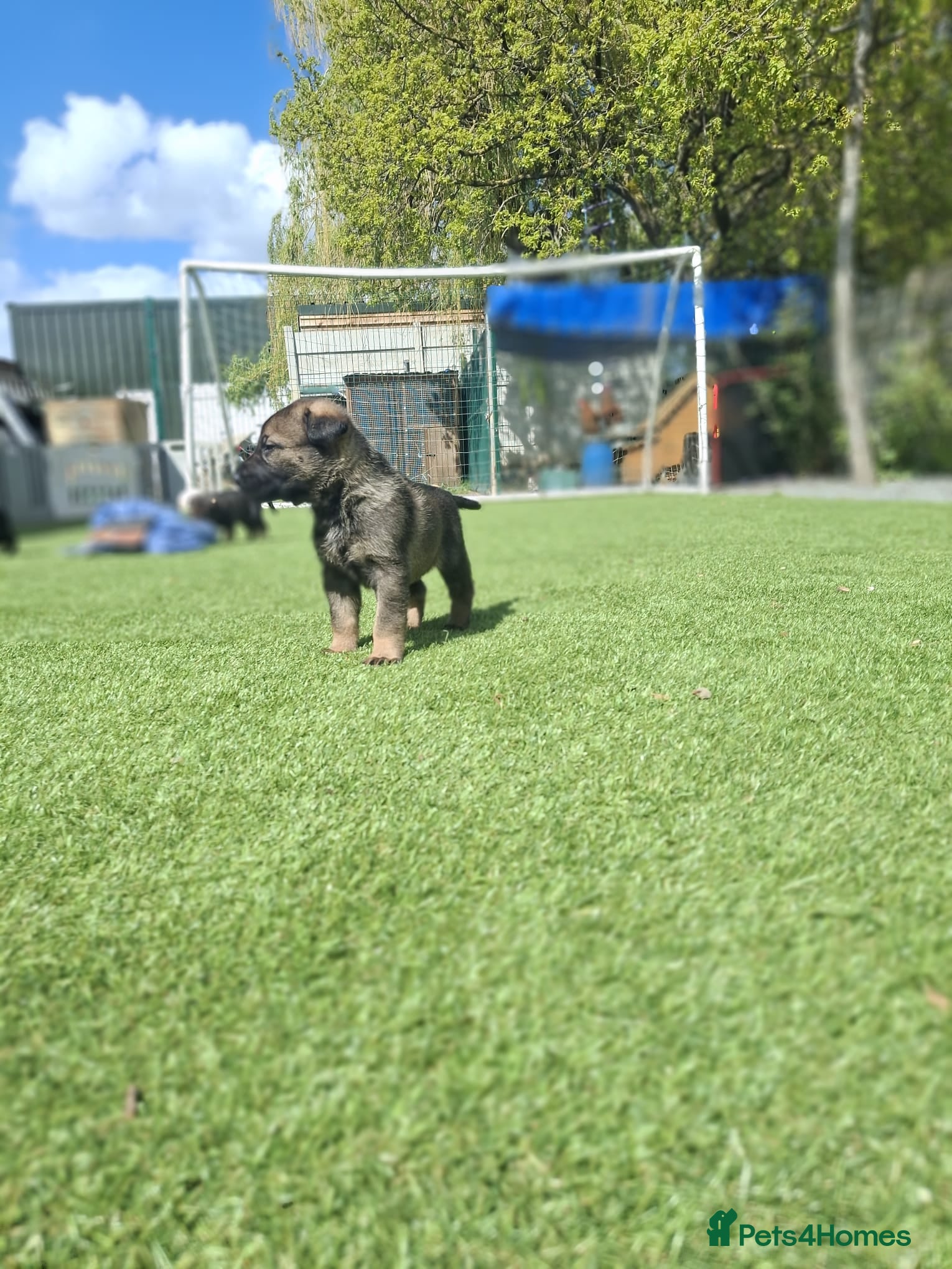 German Shepherd dogs 1 male and 1 female shepherd left  - Advert 1