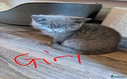 Scottish Fold cats for sale: Scottish fold kittens - Image 5