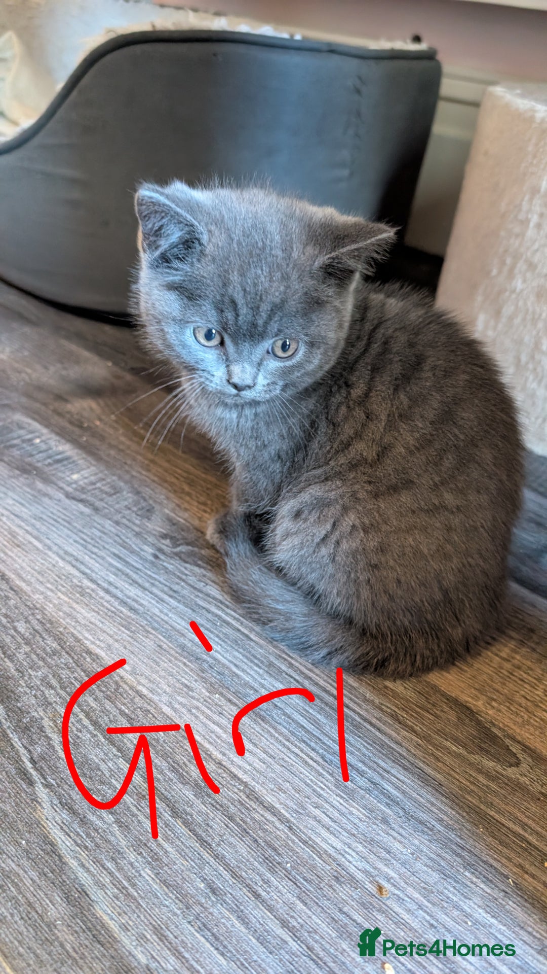 Scottish Fold cats for sale: Scottish fold kittens - Image 5