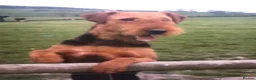 Airedale Terrier dogs for sale: Airedale terrier puppies  - Advert 4