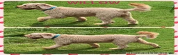 Australian Labradoodle dogs for sale: Fully health tested Australian Labradoodle puppies - Advert 3