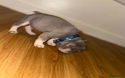 French Bulldog dogs for sale: BLUE & CREAM/TAN Isabella/pink carrying. - Image 13