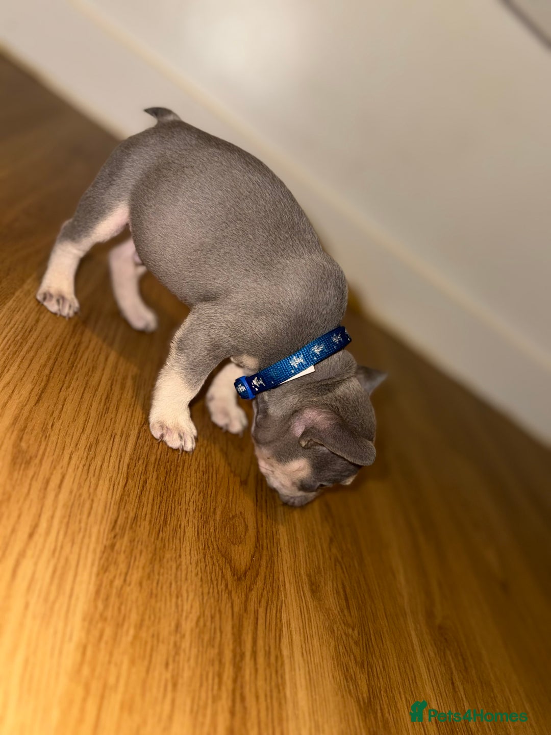 French Bulldog dogs for sale: BLUE & CREAM/TAN Isabella/pink carrying. - Image 13
