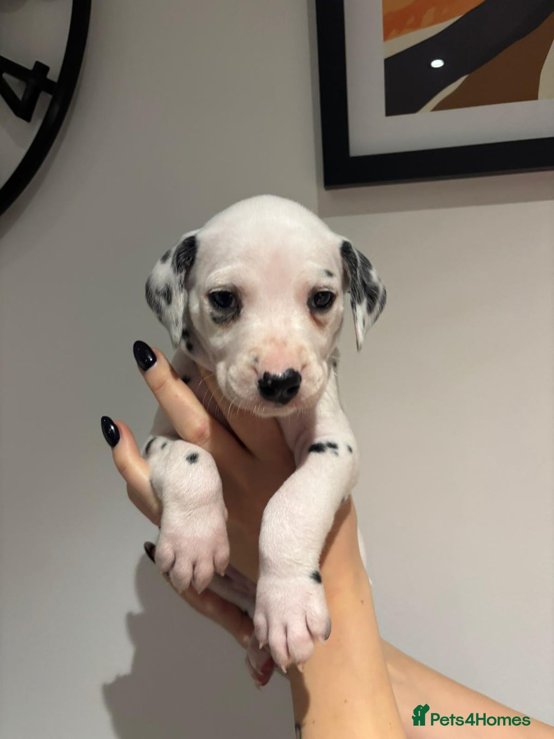 Dalmatian dogs for sale: Dalmatians for Sale (Last 2 Boys Left) - Advert 20