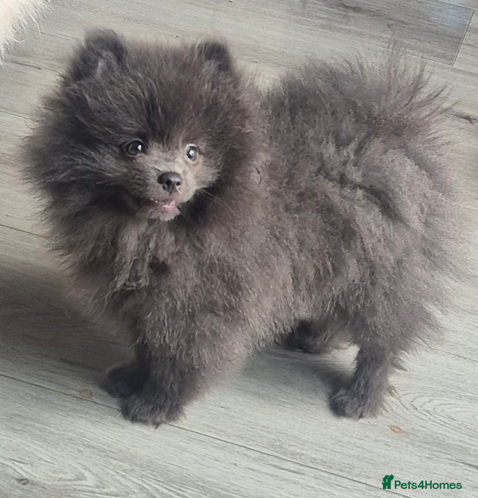 Pomeranian dogs Mini pomeranian puppies Russian bloodlines - Advert 10