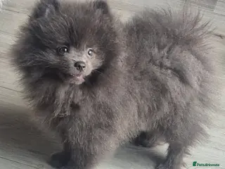 Pomeranian dogs Mini pomeranian puppies Russian bloodlines - Advert 2