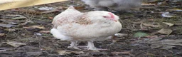 Hens poultry for sale: Bantam Hens -  Faverolles Pekins Sablepoot Sikies - Advert 4