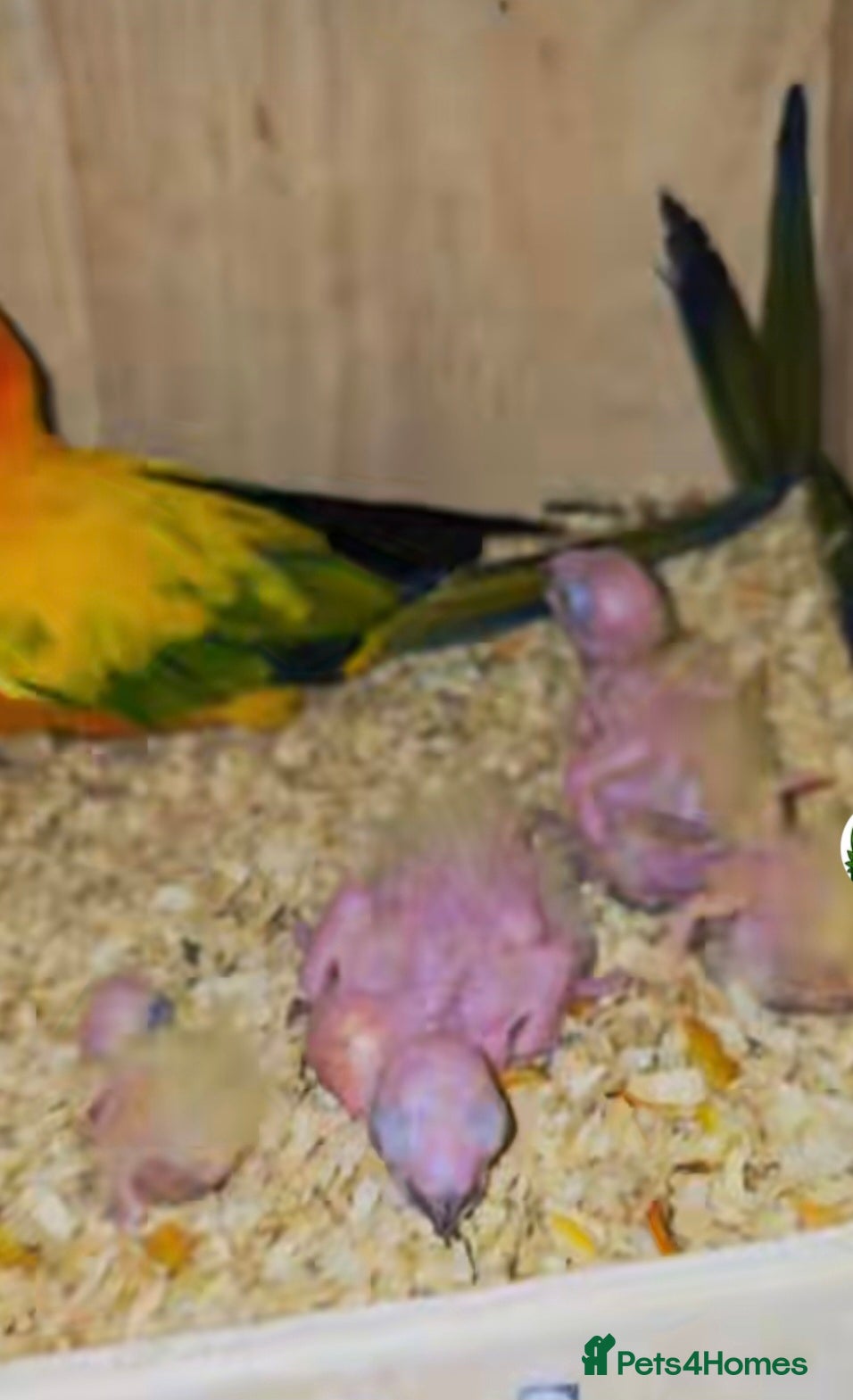 Conures birds for sale: Sun Conure Pair - Advert 2