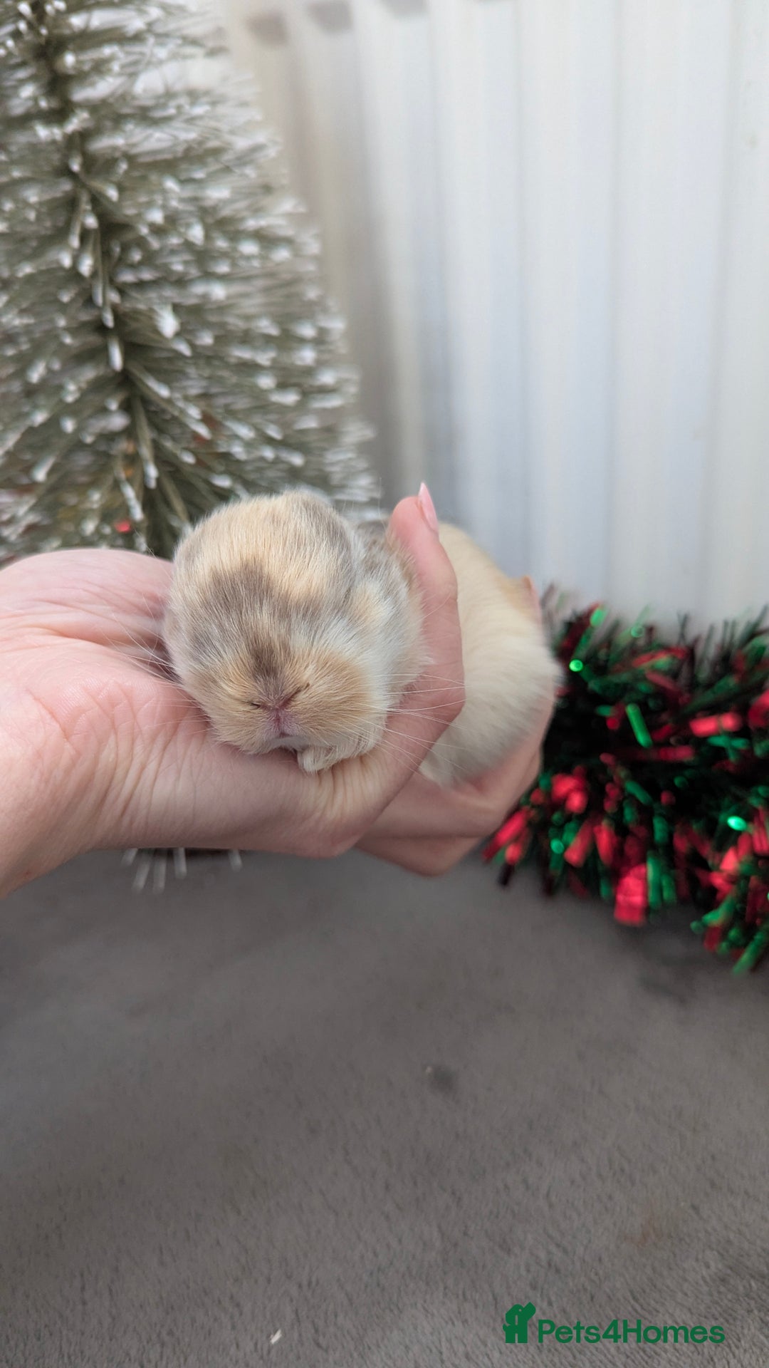 Mini Lop rabbits for sale: Mini lop babies waiting list  - Advert 10