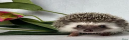 Pygmy Hedgehog rodents for sale: African Pygmy Hedgehog  - Advert 9