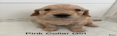 Pink Collar Girl
