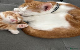 Domestic Shorthair cats for sale: Kittens for sale  - Image 7