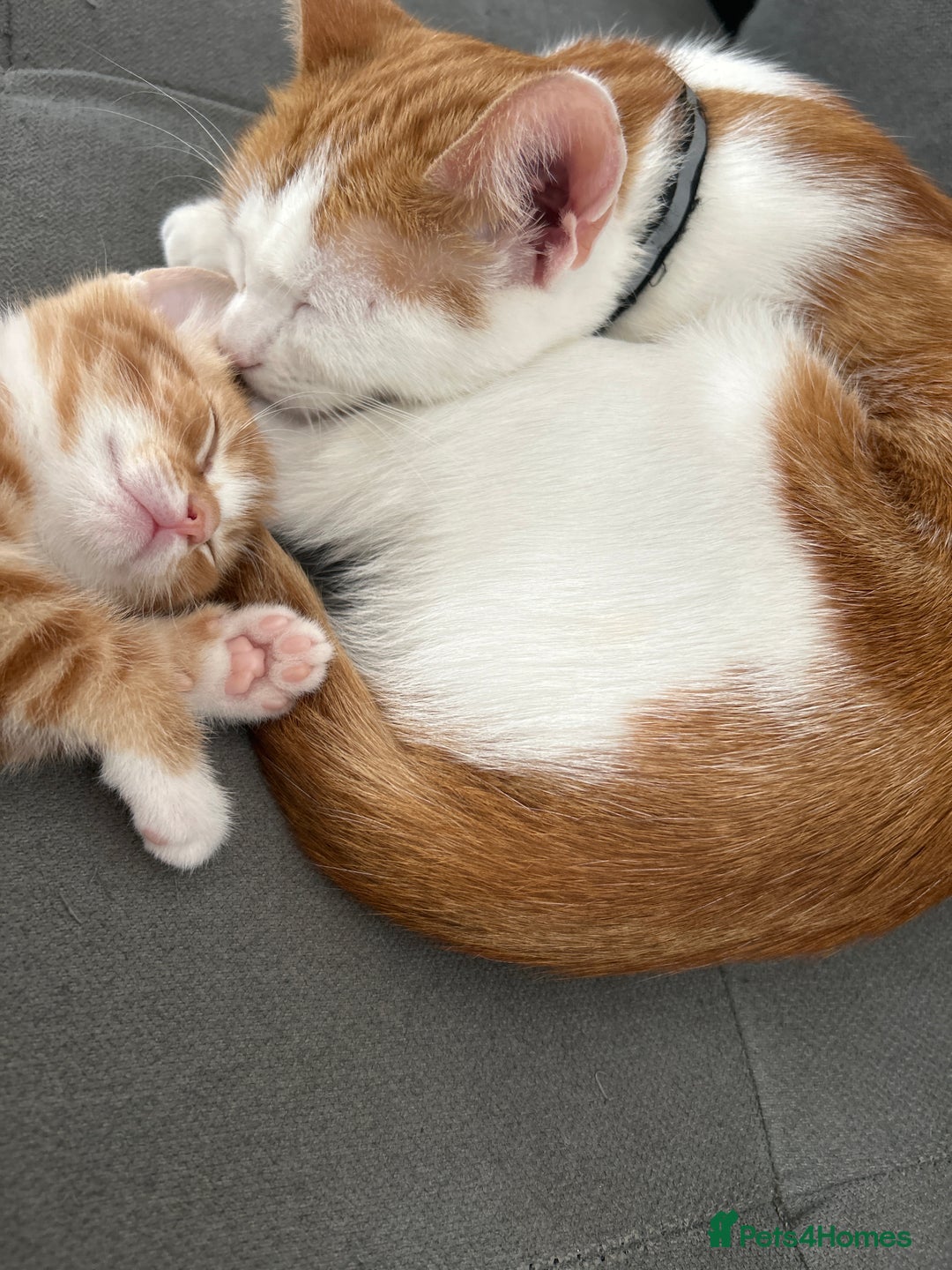 Domestic Shorthair cats for sale: Kittens for sale  - Image 7