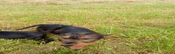 Mixed Breed dogs for sale: Beautiful litter of cockels  in Thirsk - Advert 21