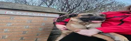 Belgian Shepherd Dog dogs for sale: Looking for a new home - Advert 2