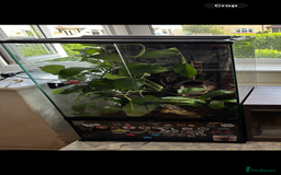 Gecko reptiles for sale: Crested geckos breeding pair - Image 3
