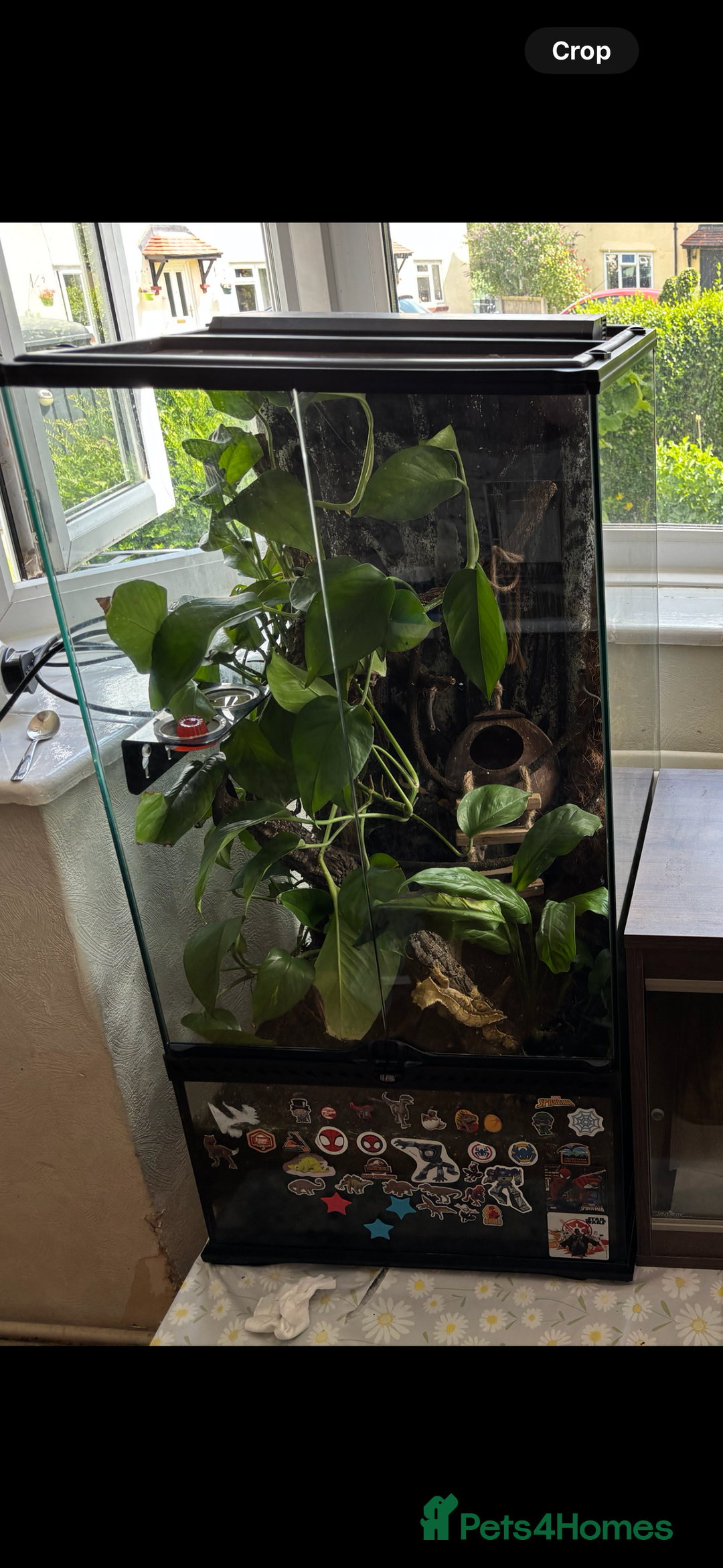 Gecko reptiles for sale: Crested geckos breeding pair - Image 3
