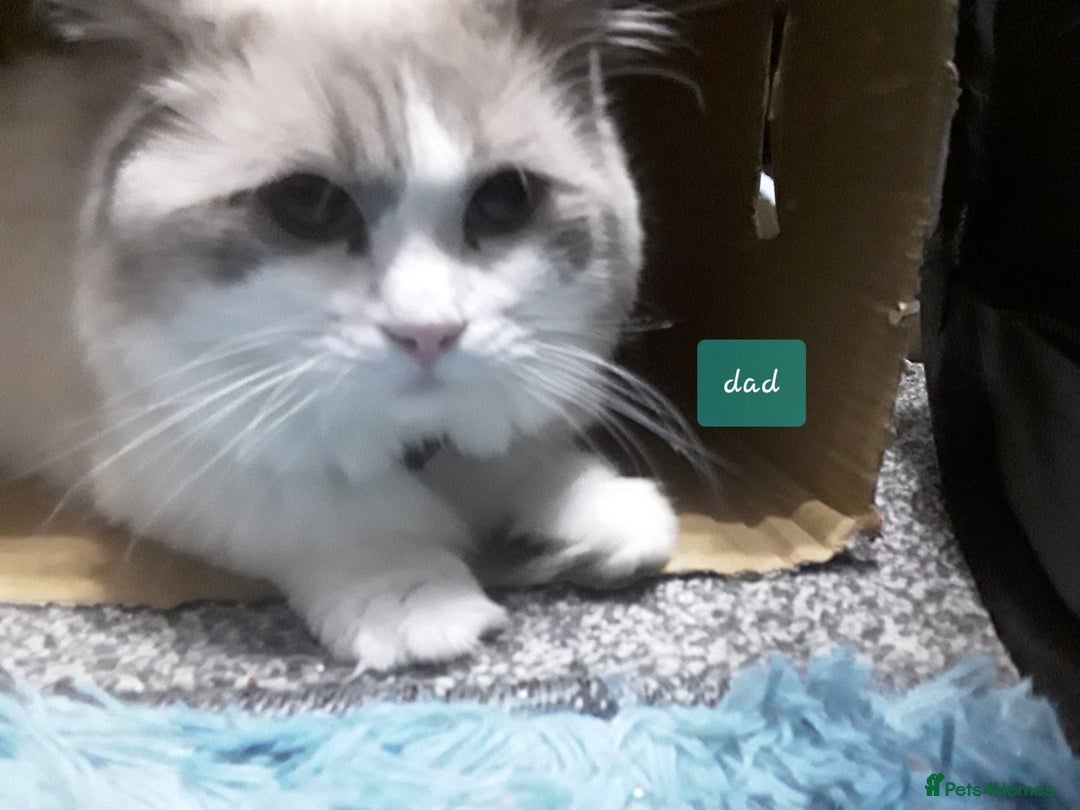 Ragcoon cats for sale: Stunning, and chunky ragcoons  - Image 33