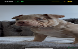 American Bully dogs for sale: ABKC REGISTERED POCKET BULLYS  - Image 6
