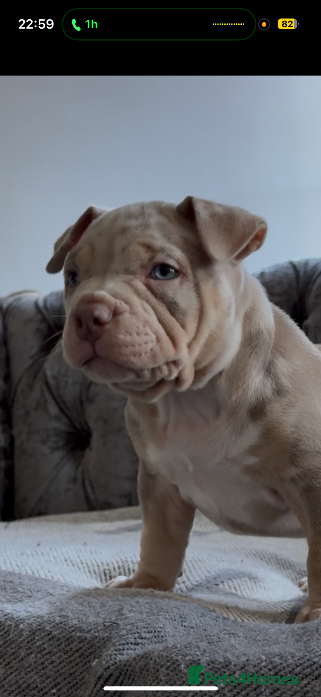 American Bully dogs for sale: ABKC REGISTERED POCKET BULLYS  - Image 6