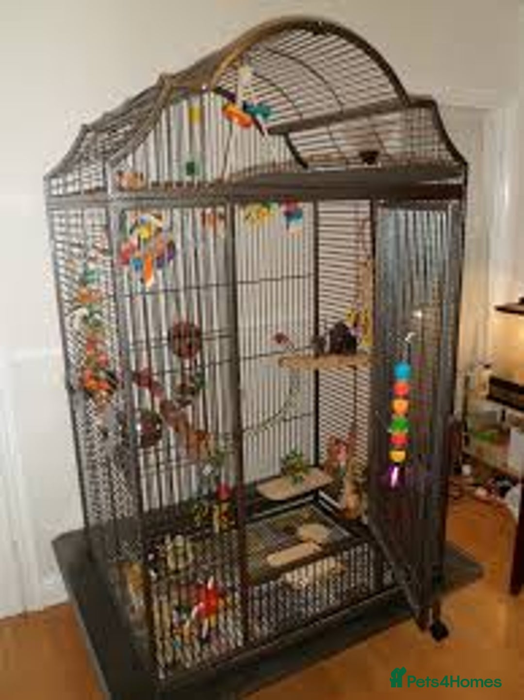 Parrots birds for sale: African Grey - Image 3