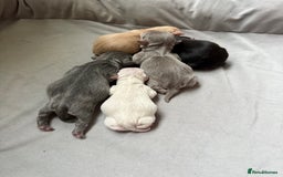 Chihuahua dogs for sale: 5 gorgeous chihuahua pups - Image 2