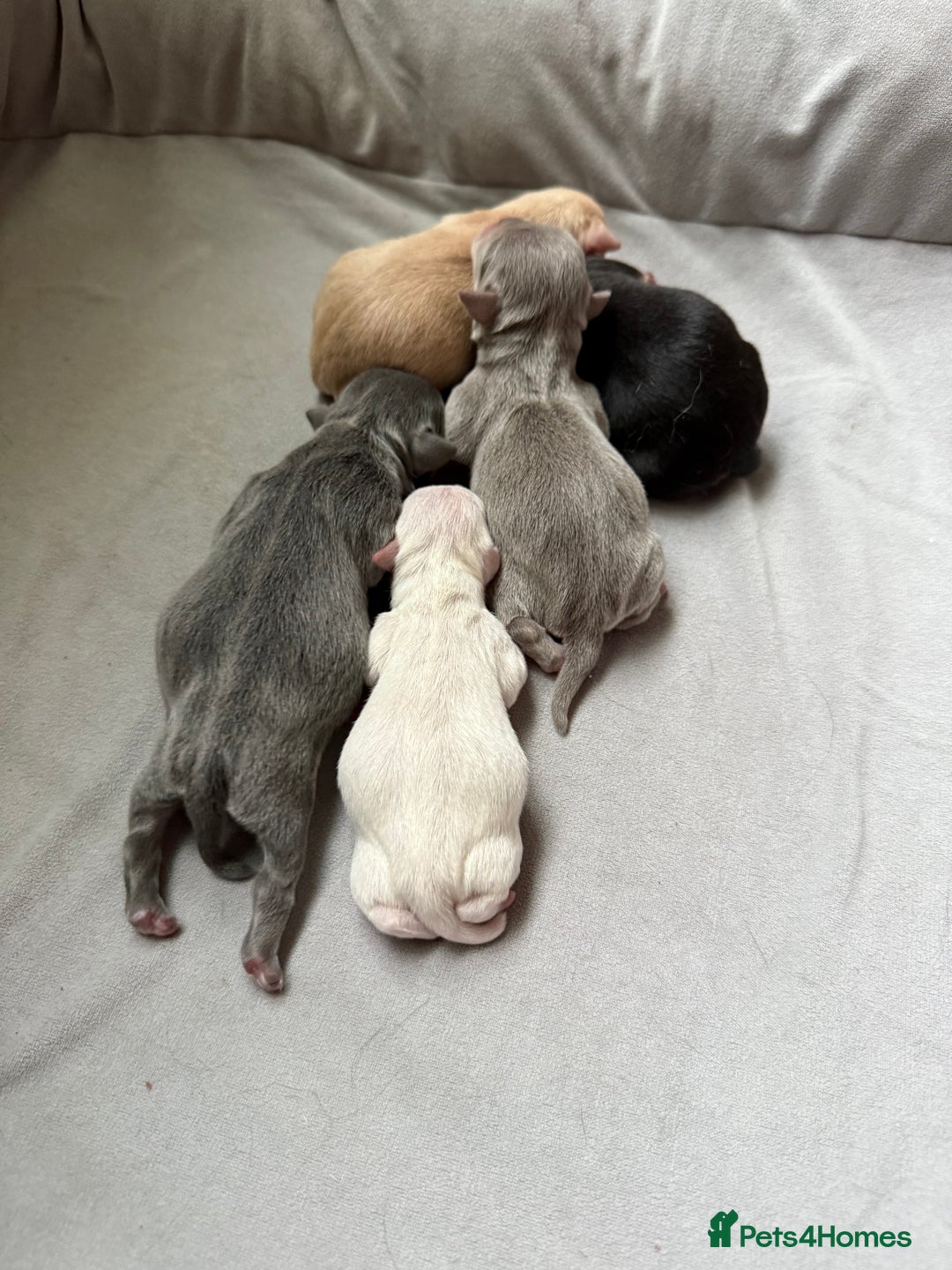 Chihuahua dogs for sale: 5 gorgeous chihuahua pups - Image 2