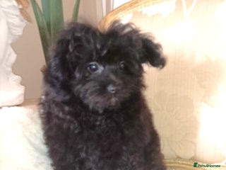 Pomapoo dogs Adorable little pomapoo male puppy. - Advert 1