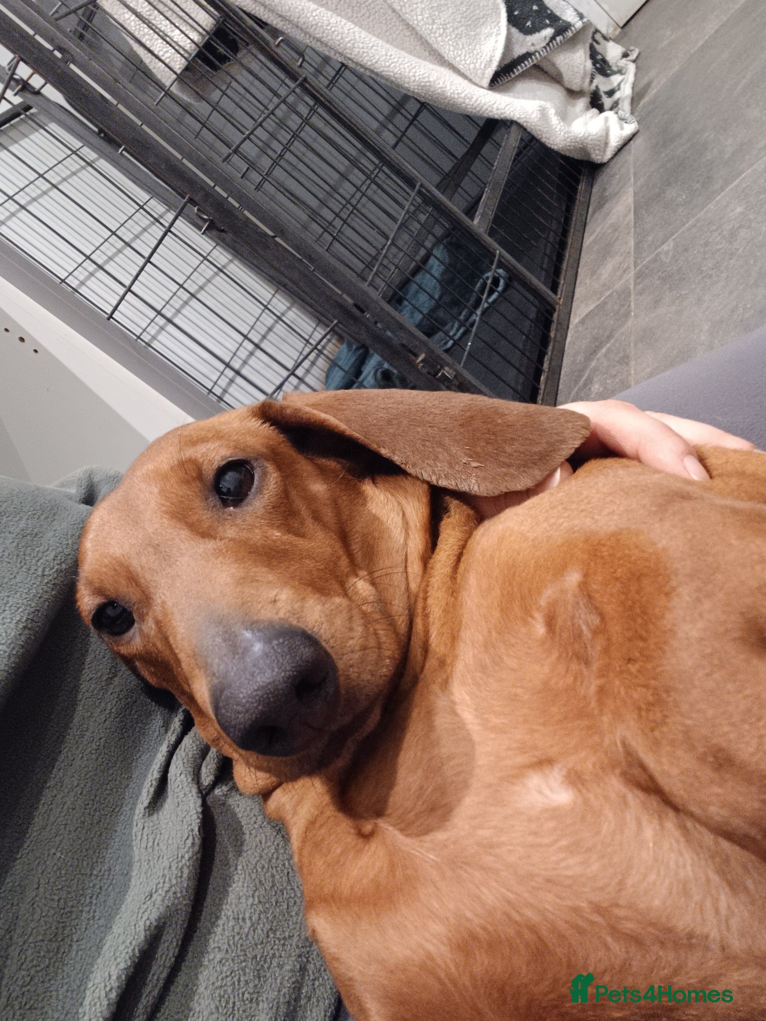 Dachshund dogs Kc Standard dachshund due 6th april 2026 - Advert 6