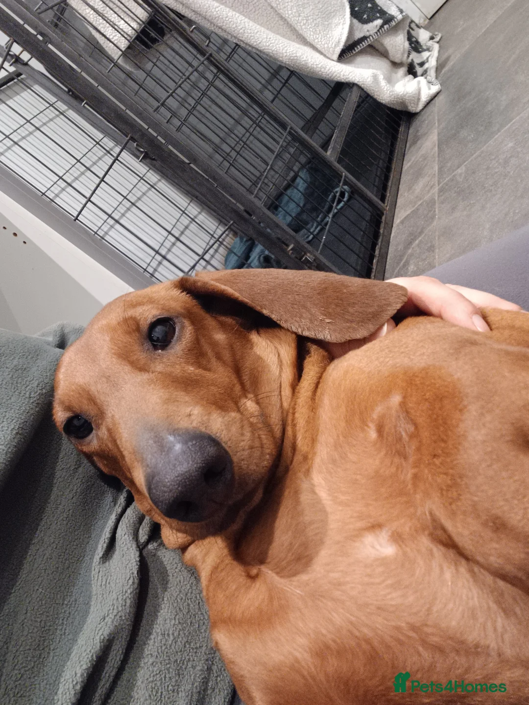 Dachshund dogs for sale: Kc Standard dachshund due 6th april 2026 - Advert 1